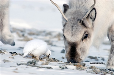 Herbivores share less than 2 % of vegetated Svalbard tundra