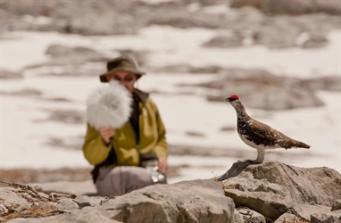 New algorithms for bio-acoustic monitoring of ptarmigan works very well