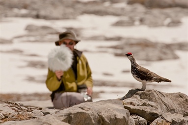 New algorithms for bio-acoustic monitoring of ptarmigan works very well