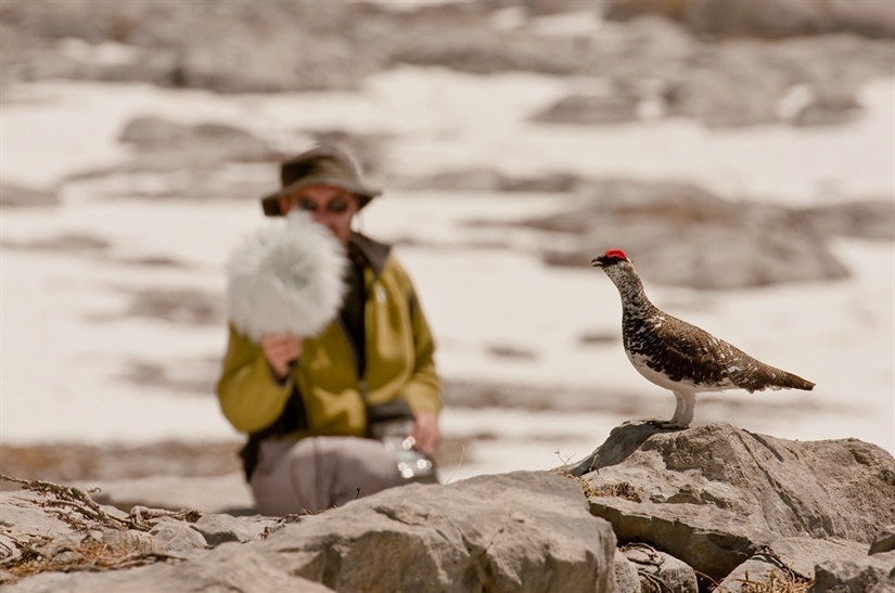 New algorithms for bio-acoustic monitoring of ptarmigan works very well