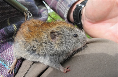 Scientific paper: Monitoring small rodents with camera traps