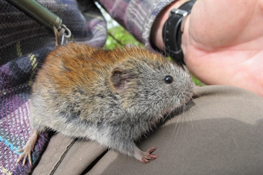 Scientific paper: Monitoring small rodents with camera traps