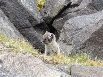 Feltrapport fra Svalbard