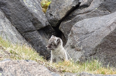 Field report from Svalbard