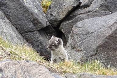 Feltrapport fra Svalbard