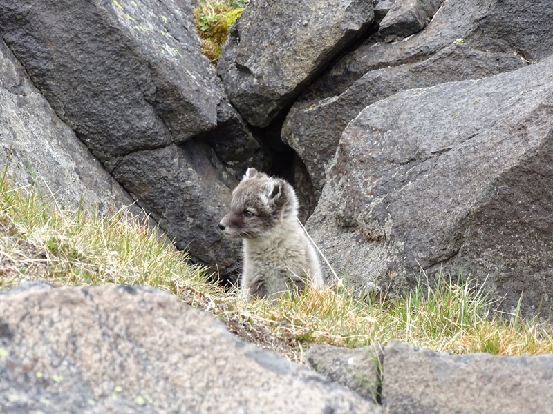 Field report from Svalbard