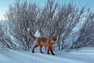 The red fox trapping has started - follow the red foxes live!