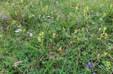 New article states: Loss of plant biodiversity can reduce soil carbon sequestration in grasslands