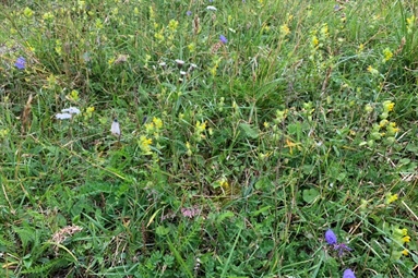 New article states: Loss of plant biodiversity can reduce soil carbon sequestration in grasslands