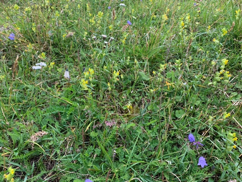 New article states: Loss of plant biodiversity can reduce soil carbon sequestration in grasslands