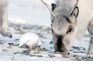 Herbivorene deler mindre enn 2 % av den vegeterte Svalbardtundraen
