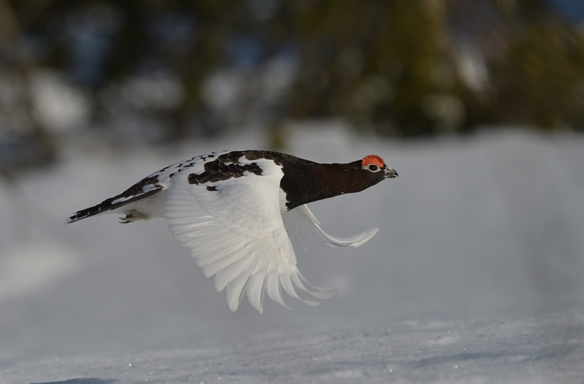 Venter nedgang for lirypebestandene i Finnmark