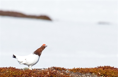Kan bli større nedgang enn forventet for lirype i Finnmark