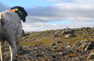Tidligvarslet for liryper i Finnmark traff ikke blink