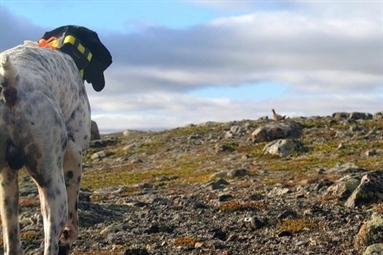Tidligvarslet for liryper i Finnmark traff ikke blink
