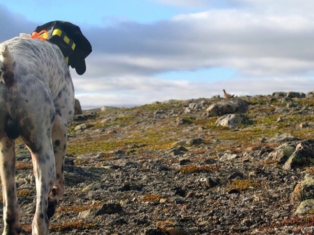 Tidligvarslet for liryper i Finnmark traff ikke blink
