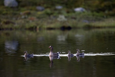 New hit for COAT's lesser white-fronted goose forecast