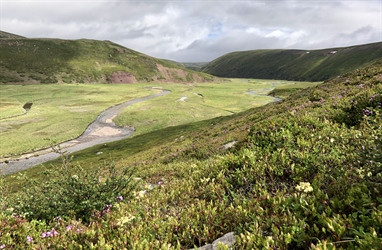 No evidence of long-term warming and reindeer grazing influencing the quality of plant species on reindeer summer pastures in Finnmark