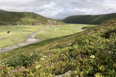 No evidence of long-term warming and reindeer grazing influencing the quality of plant species on reindeer summer pastures in Finnmark