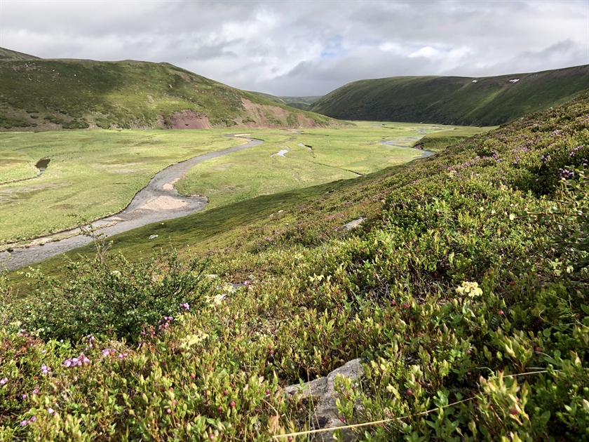 No evidence of long-term warming and reindeer grazing influencing the quality of plant species on reindeer summer pastures in Finnmark