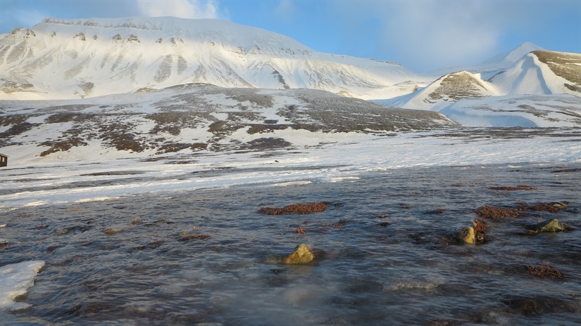 Remotely measured greenness is lower in higher-altitude areas of the Svalbard tundra where ground ice has formed