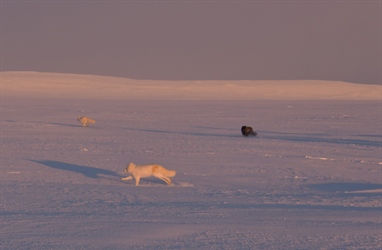 Eight Arctic foxes released on the Varanger Peninsula – to increase genetic diversity and contribute to population robustness