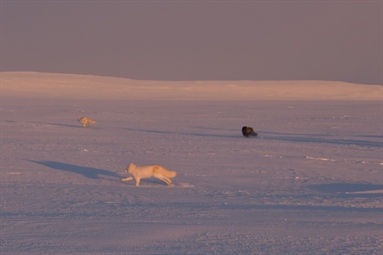Åtte fjellrever satt ut på Varangerhalvøya – skal øke genetisk diversitet og bidra til robusthet i bestanden