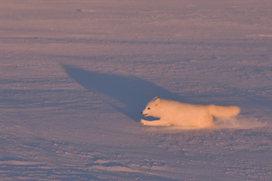 Tiltak for fjellrev nytter