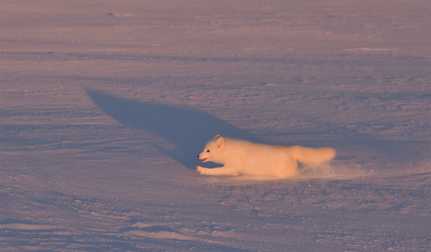 Tiltak for fjellrev nytter