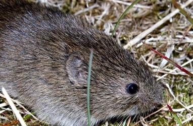 Ingen spredning av østmarkmus på Svalbard de siste 6 årene