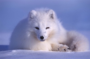 Dyrelivet på Svalbard under klimapisken