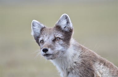 Special issue on Arctic Fox Biology and Management