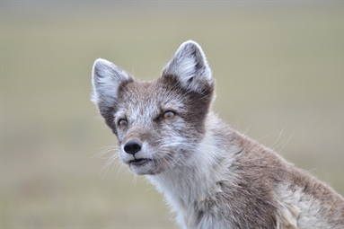 Special issue on Arctic Fox Biology and Management
