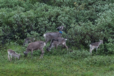 Reindeer keep shrubs in a browse trap