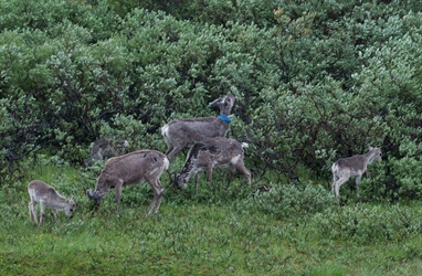 Reindeer keep shrubs in a browse trap