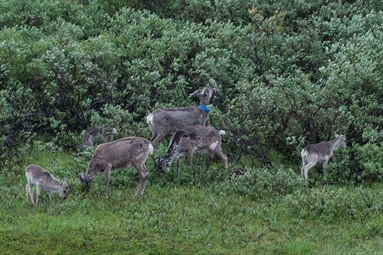 Reindeer keep shrubs in a browse trap