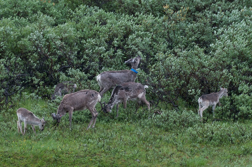 Reindeer keep shrubs in a browse trap