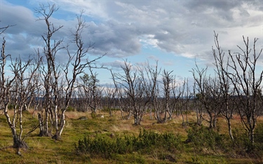 Salvage logging of mountain birch after moth outbreaks