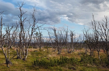 Salvage logging of mountain birch after moth outbreaks