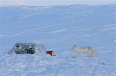 Nytt forvaltningstiltak i COATs fjellrevmodul på Varangerhalvøya/Várnjárgga