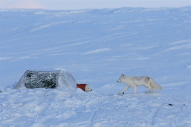 Nytt forvaltningstiltak i COATs fjellrevmodul på Varangerhalvøya/Várnjárgga