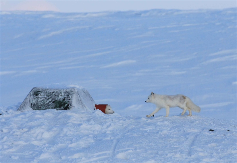 Nytt forvaltningstiltak i COATs fjellrevmodul på Varangerhalvøya/Várnjárgga