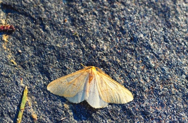 First recording of scarce umber moth in Northern-Finland