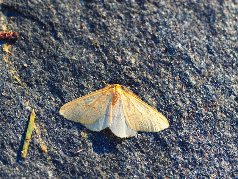 First recording of scarce umber moth in Northern-Finland