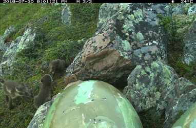 First recording of a breeding introduced arctic fox on Varanger Peninsula