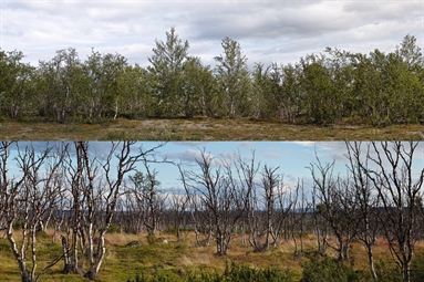 An uncertain future for the mountain birch forest