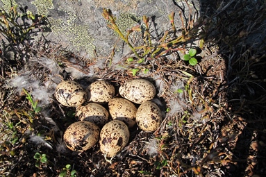 Declining tundra bird populations linked to Arctic greening