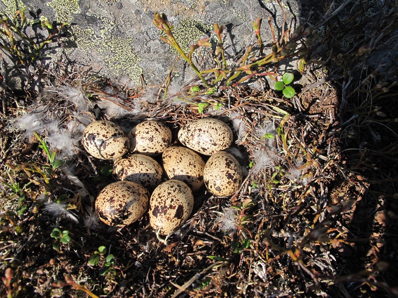 Declining tundra bird populations linked to Arctic greening