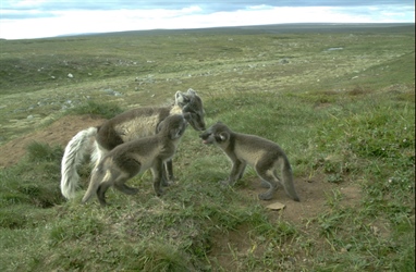 Gode nyheter fra fjellreven i Varanger