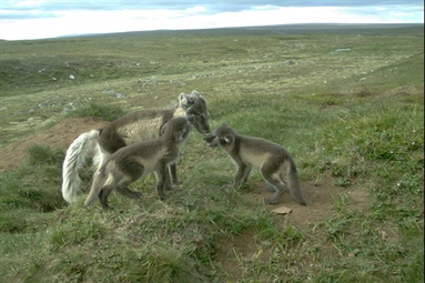 Good news from the arctic foxes in Varanger